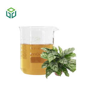 도매 대량 식품 보충제 마란타 아룬디네아세아 추출물 애로루트 파우더 애로루트 추출물 - Product Image 3