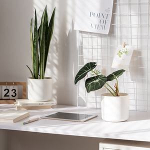 Plastic flowerpot indoor plants small flower pots Nordic office desktop fleshy green round flower pots