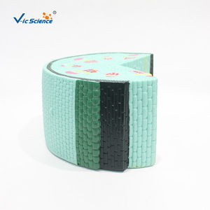 Modèle de tige de plante dicotylédonée VIC3205, modèle de structure tissulaire, modèle de section anatomique agrandie - Product Image 1