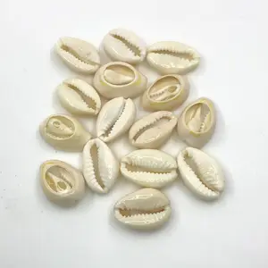 البحر شل الخرز الأبيض الصدف Cowry قذائف الطبيعية صدف الشاطئ ديكور