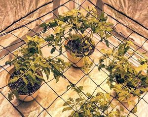 60*60ซม. 36รูสำหรับโรงงานเต็นท์กิ่งความดันตาข่ายรับแสงสม่ำเสมอ - Product Image 6