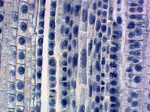 Science biométrique, haute qualité et meilleur prix, science médicale mixte, <span class=keywords><strong>recherche</strong></span> sur le corps humain, santé dentaire, collection de diapositives - Product Image 5