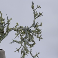 Mousse artificielle verte en soie pour décoration intérieure, plante de mariage, arrangement floral bonsai 85cm, fait main, pour remise de diplôme, fête des mères