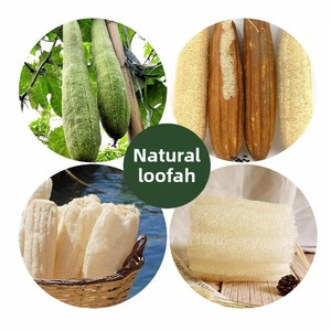Éponge de bain naturelle en luffa, grande éponge de dos en luffa égyptienne, boule de bain en luffa, éponge exfoliante pour le bain - Product Image 5