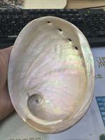 Coquille d'ormeau naturelle blanche véritable de 6 pouces, coquille d'ormeau polie pour la brûlure de sauge, vente en gros