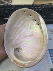 Conchiglia di Abalone Bianco Naturale <span class=keywords><strong>3</strong></span>-4 Pollici, Conchiglia di Abalone Lucidata per Bruciare Incenso, Vendita all'Ingrosso - Product Image 6