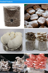 Máquina de Embolsado Vertical de Hongos Cuadrados, Duradera, con Disco de Estampado de Volumen para Hongos Multi-Comestibles - Product Image 5