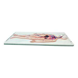 Ejercicio de enseñanza médica Modelo de enseñanza de la anatomía del esqueleto humano y el sistema de circulación sanguínea Recursos de enseñanza - Product Image 5