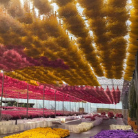 Fleurs séchées naturelles Yongsheng Daisy, matériel DIY pour la décoration de Noël, de mariage, de la Saint-Valentin, d'anniversaire, cadeau artisanal