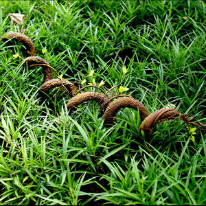 Plantas Artificiales para Decoración de Paredes y Paisajes, Enredaderas Artificiales, Enredaderas Secas, Accesorios para Escalar Ventanas - Product Image 2