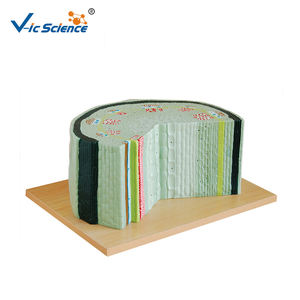 Modèle de plante en PVC écologique, structure de tige dicotyléenne, modèle de tige de tournesol - Product Image 1