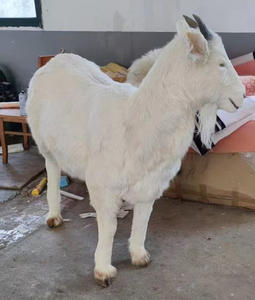 Modèle d'entraînement à l'insémination artificielle porcine Gelsonlab HSBM-531 - Product Image 4