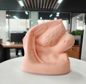 Modelo de <span class=keywords><strong>genitales</strong></span> <span class=keywords><strong>internos</strong></span> y externos de ciencia médica femenina de PVC DARHMMY con cateterismo para entrenamiento en Escuela de Enfermería - Product Image 3