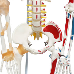 Halbmuskel-Halbband-Skelett modell FRT011 Hängendes menschliches Skelett modell Medizinisches Anatomie-Wirbelsäulen nerven wurzel modell - Product Image 5