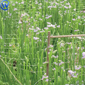 Filet de soutien pour roses grimpantes, œillets, tulipes, légumes et clématites - Product Image 2