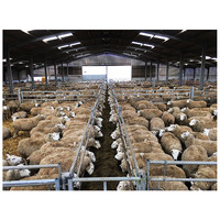 Bâtiment préfabriqué en structure métallique pour vaches, moutons, bovins, chèvres laitières, hangars agricoles