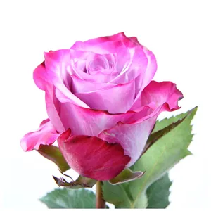 Verse Nieuwe Keniaanse Verse Snijbloemen Diep Paars Roze Violet Paars Gradiënt Witte Roos Grote Kop 50Cm Stengel Retail Gesneden Rozen
