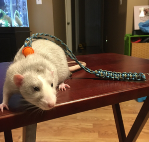 Arnés y Correa para Animales Pequeños: Ratas, Gatos, Conejos, Hurones, Cobayas, Pájaros, Ardillas, Monos, Perros Pequeños - Product Image 2