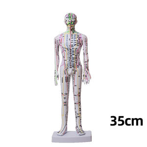 35cm Männliches Lehrmodell für Akupunktur und Menschliche Meridiane - Product Image 4