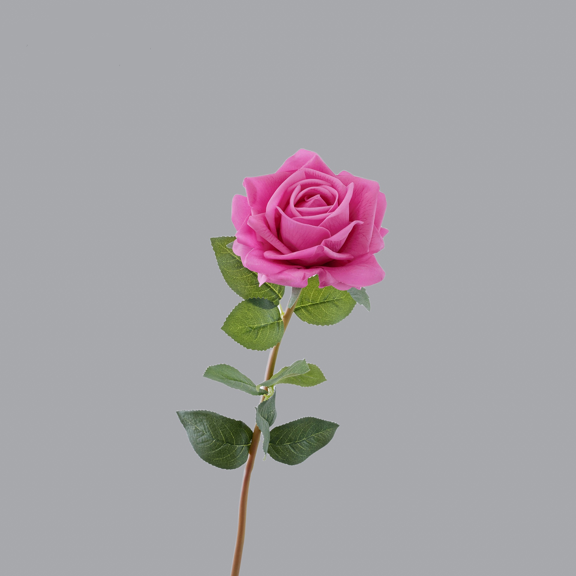 Rose vif