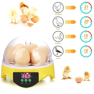 Incubatrice Automatica per 7 Uova di Quaglia e Gallina, Mini Formato, Carina e Compatta, Vendita all'Ingrosso - Product Image 4