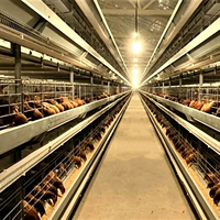 Nouvelles cages à poulets de chair en batterie de type H à 4 niveaux, entièrement automatiques, en acier galvanisé à chaud, à prix réduit
