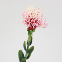 Flor Tropical Artificial de Plástico de Alta Qualidade para Centro de Mesa, Decoração Floral para Casamento