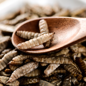 Larves de Mouches Soldat Noires de Haute Qualité pour l'Exportation, Préservées sous Vide, Riches en Protéines, Insectes Éco-frais pour Alimentation des Reptiles et Tortues - Product Image 1
