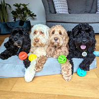 Distributeur de friandises avec logo personnalisé, jouet interactif pour chien, durable, sans BPA, en silicone de qualité alimentaire, balles à mâcher rebondissantes pour animaux de compagnie