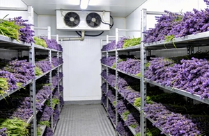 Chambre froide de 20 pieds pour supermarché, fleuriste, cave à bière, avec panneaux de 150 mm pour stockage et présentation - Product Image 5