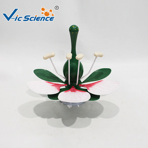 Matériel d'expérimentation biologique pour collégiens : Modèle Fleur de Pêcher, Instruments pédagogiques pour l'expérimentation sur la fleur de pêcher - Product Image 4