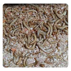 Yüksek proteinli kurutulmuş Mealworms doğal hayvan yemi ve balık yemi tahılsız bir torbada paketlenmiştir - Product Image 4
