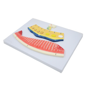Modelo anatómico del ciclo menstrual de 3 piezas PVC Visualizar ritmos endometriales ováricos para la comprensión de la educación del ciclo menstrual - Product Image 3