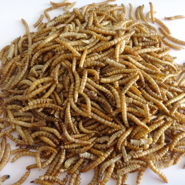 High Protein Natural Dried Mealworms Grain-Free Eco-friendly Small Animals Premium Dry Food Supplement
