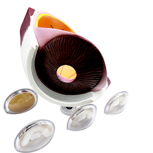 ราคาโรงงาน ตาจำลอง IE-2 สำหรับใช้ในคลินิกจักษุ - Product Image 5