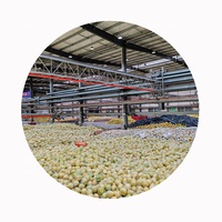 SHARP DRAGON Verse Honing Pomelo |   Premium citrusvruchten graad 1, 10kg doos, levering aan wereldwijde kopers