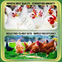 Booster de croissance pour poulets de chair Viande Poulet Prémélange Aliment pour gain de poids Nourriture pour poulet avec vitamines et probiotiques