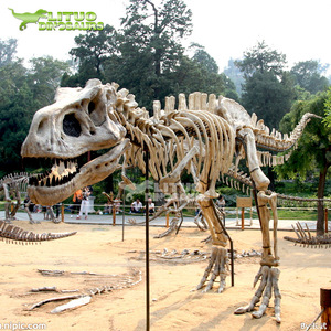 Musée des sciences naturelles Modèle <span class=keywords><strong>de</strong></span> <span class=keywords><strong>squelette</strong></span> <span class=keywords><strong>de</strong></span> <span class=keywords><strong>dinosaure</strong></span> réel grandeur nature - Product Image 2