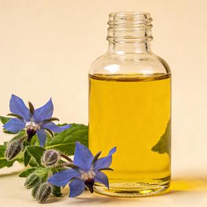 Huile de Bourrache 100% Pure et Naturelle Pressée à Froid, Meilleure Vente, <span class=keywords><strong>Prix</strong></span> de Gros, Huile Essentielle en Vrac - Product Image 4