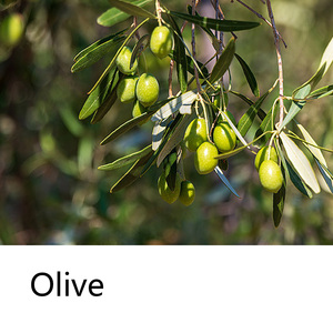 Savon Shampoing Artisanal <span class=keywords><strong>Bio</strong></span> à l'Olive 60g pour Nourrir, Contrôler l'Excès de Sébum, Hydrater et Fixer les Cheveux, Produit Nettoyant Capillaire - Product Image 2