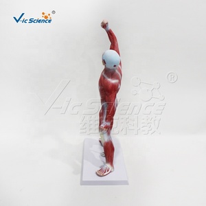 Modèle de structure musculaire humaine avec base pour l'enseignement de l'anatomie en faculté de <span class=keywords><strong>médecine</strong></span> et la <span class=keywords><strong>médecine</strong></span> sportive, science populaire CE/ISO/ROHS/CNAS - Product Image 2