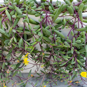 Wholesale Mountain Crest <b>GARDENS</b> Trailing Succulents Live <b>String</b> Plants Cascading Varieties Hanging Planters 2 Inch Pots Diverse - Product Image 3