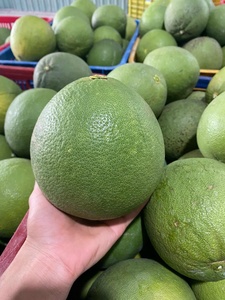 Pamplemousse Pomelo vert frais biologique à la chair rose Classe 1 Peau verte cultivée pour les USA Europe-Linda Whatsap 0084989322607 - Product Image 5