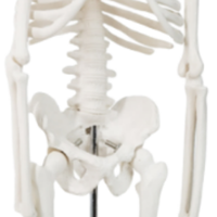 Modèle d'enseignement médical XX-A106 45 cm PVC Mini modèle anatomique d'os pour la formation scolaire à l'hôpital