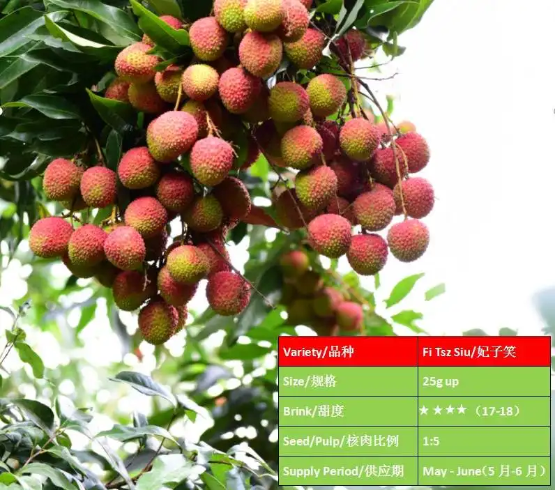 Frische süße Frucht-Litchis nicht-Litchis Dose Speisen Fei Zi Xiao Litchis