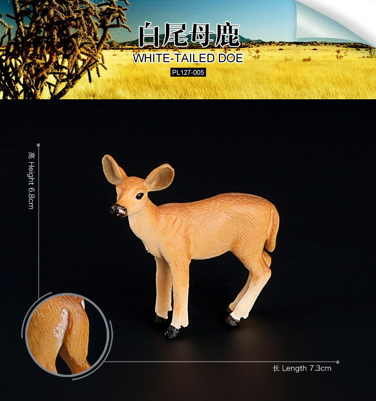 005 Ciervo de cola blanca medio