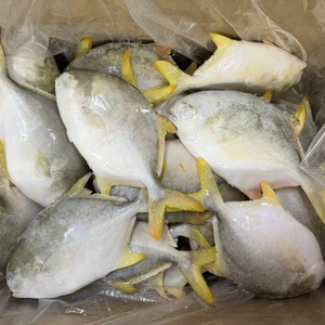 Competitivo pomfret dorato pompano dorato congelato esportatore cinese importatore <span class=keywords><strong>di</strong></span> pesce congelato <span class=keywords><strong>di</strong></span> <span class=keywords><strong>mare</strong></span> - Product Image 1