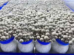 DETAN, китайская фабрика, выращивание экзотических свежих коричневых буковых грибов Shimeji