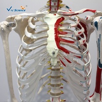 Modèle de squelette humain à corps entier de 170 cm avec points d'attache musculaire, modèle d'osseité anatomique pour l'enseignement médical