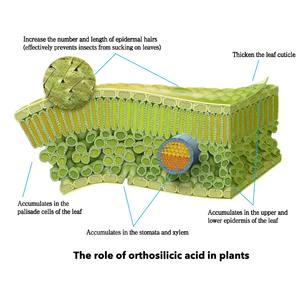 Pupuk Cair Organik Asam Ortosilikat & Monosilikat dengan Kemurnian 99% untuk Pelepasan Cepat pada Tanaman, Sayuran, Buah, dan Bunga - Product Image 1